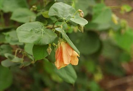 Trandafir chinezesc sau floare de hibiscus de moarte - specii, soiuri, fotografie