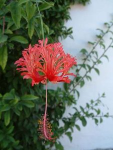 Trandafir chinezesc sau floare de hibiscus de moarte - specii, soiuri, fotografie