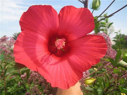 Trandafir chinezesc sau floare de hibiscus de moarte - specii, soiuri, fotografie