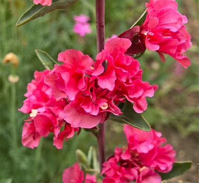 Clarkia îngrijire, fotografie, reproducere