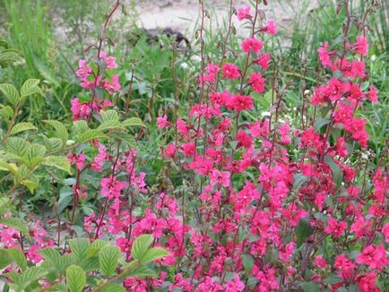 Clarkia îngrijire, fotografie, reproducere