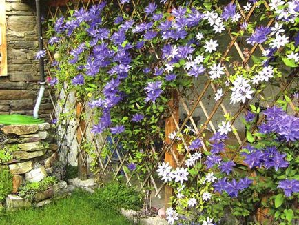 Clematis în design de peisaj, tipuri, idei