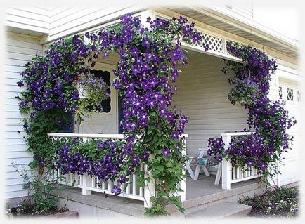 Clematis în design de peisaj, tipuri, idei