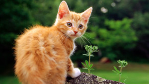Clicuri (nume) pentru pisici roșii și pisici