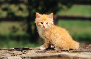 Clicuri (nume) pentru pisici roșii și pisici