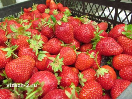 Strawberry queen și totul despre ea - descriere și descriere, fotografie, plantare și îngrijire