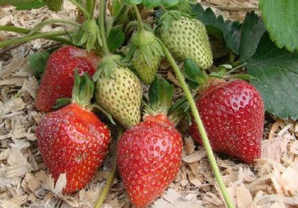 Strawberry quince descriere a gradului, fotografie, recenzii