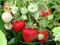 Căpșuni ceea ce este, soiuri, proprietăți utile și contraindicații