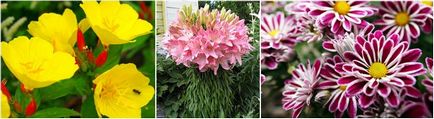 Virágágyások évelők az udvaron egy családi ház saját kezűleg, és fényképek