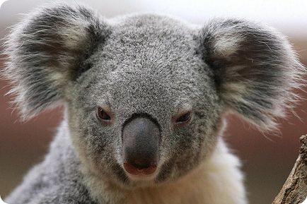 Koala (lat)