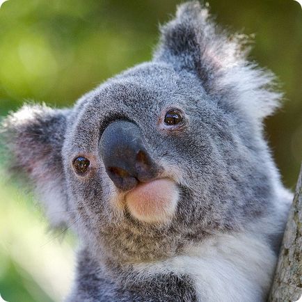 Koala (lat)