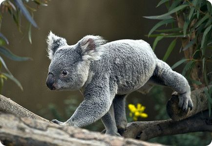 Koala (lat)