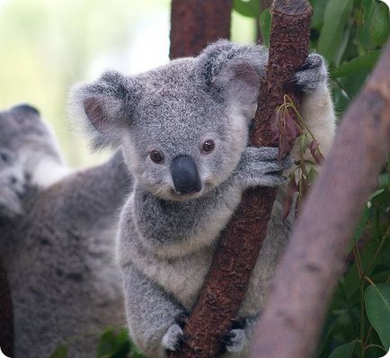 Koala (lat)