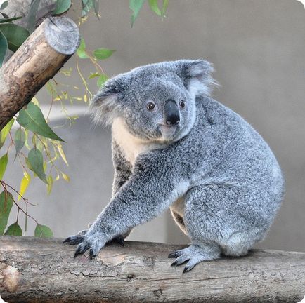 Koala (lat (fotó koalák) Koala (latin: