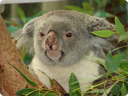 Koala (lat)