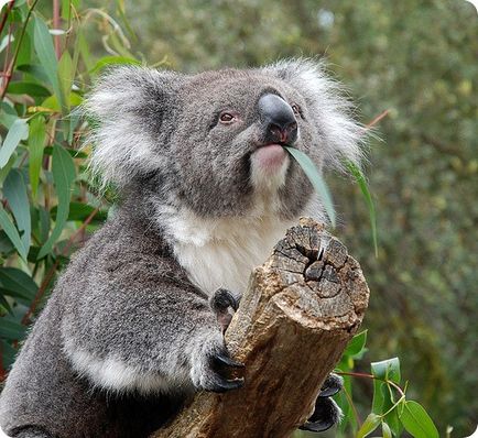 Koala (lat)