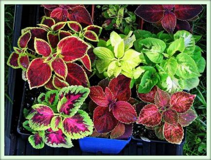 Coleus (Coleus)