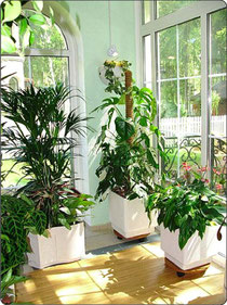 Кімнатні рослини