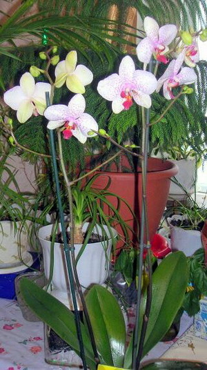 Кімнатні рослини - фільтри повітряного середовища - домоведення у вострухі
