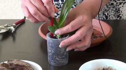 Scoarță pentru prepararea orhideelor ​​și crearea substratului prin mâinile proprii