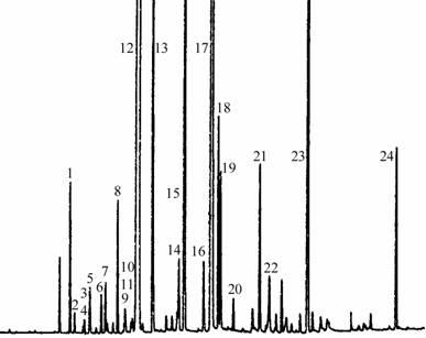 Коріандр городній coriandrum sativum l