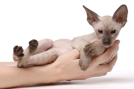 Кішка, кіт і кошенята породи петерболд фото, ціна; ніж дивна порода кішок петерболд