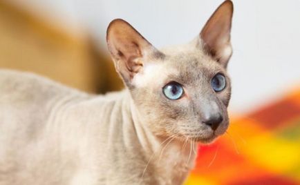 Кішка, кіт і кошенята породи петерболд фото, ціна; ніж дивна порода кішок петерболд