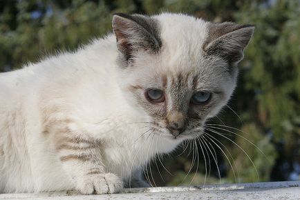 Кішка отруїлася - що робити блог ветклініки - Беланта