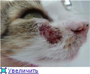 Кішка розчісує морду до крові, безкоштовна консультація «кішки