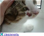 Кішка розчісує морду до крові, безкоштовна консультація «кішки