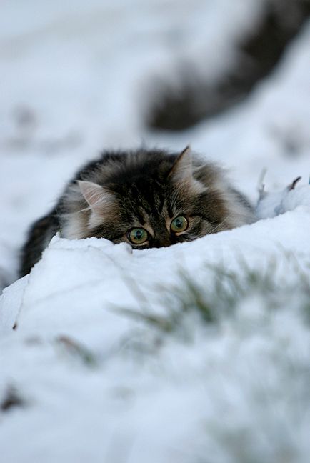 Pisicile și primele zăpadă - o experiență de neuitat - târgul meșteșugarilor - manual, manual