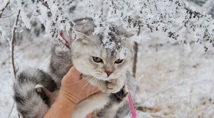 Коти і перший сніг - незабутні враження - ярмарок майстрів - ручна робота, handmade