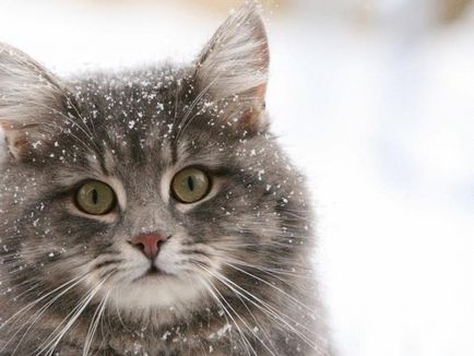 Коти і перший сніг - незабутні враження - ярмарок майстрів - ручна робота, handmade