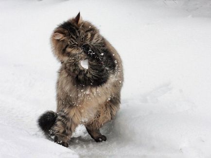 Pisicile și primele zăpadă - o experiență de neuitat - târgul meșteșugarilor - manual, manual
