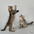 Pisicile din odiseea, fotograful anja sagalayeva