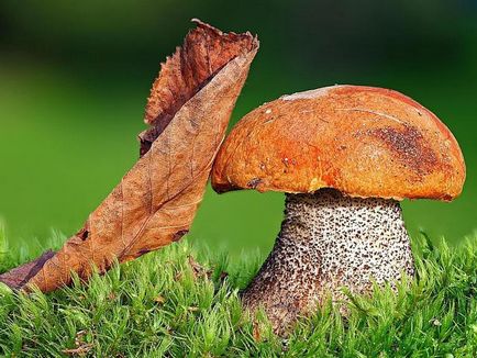 Червоний гриб назву, фото і опис