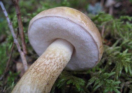 Descriere, poze, descrieri, locatii de distributie Krasnoiulovka (boletus)