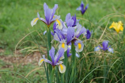 Xifium (Iris Dutch) plantare și îngrijire, fotografie