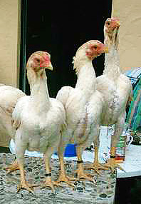 Csirkék harci fajták Shamo