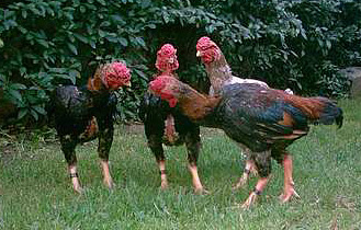 Csirkék harci fajták Shamo