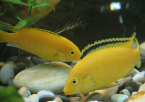 Labidochromis galben, pește de acvariu