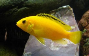 Labidochromis SÁRGA, akváriumi halak (tartalom) Labidochromis SÁRGA, akváriumi halak