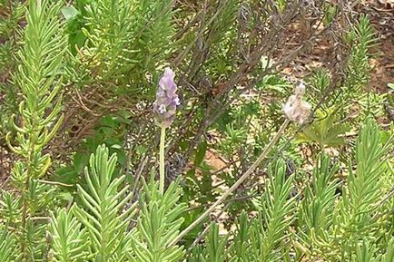 Levendula ültetési virágok és gondozása az egyes évfolyamok