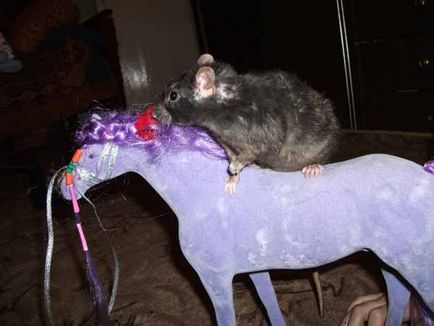 Létrák és szimulátorok patkányok
