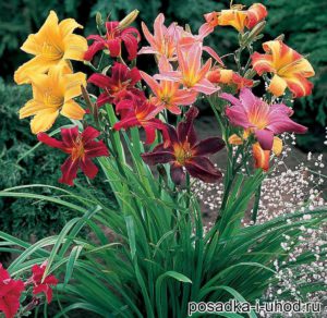 Daylilies засаждане и грижи, контрол на вредителите