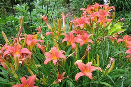 Daylilies a népi gyógyászatban