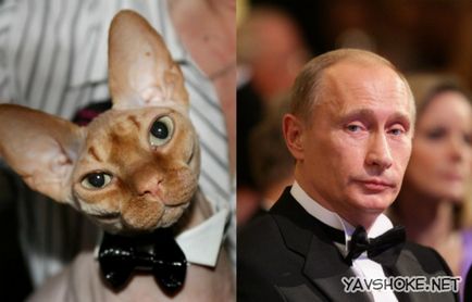 Лисі кішки vs путина