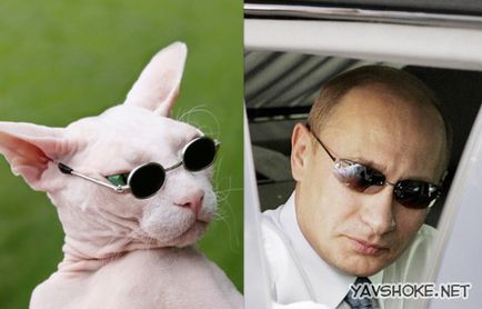 Kopasz macska vs Putyin
