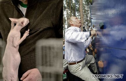 Лисі кішки vs путина