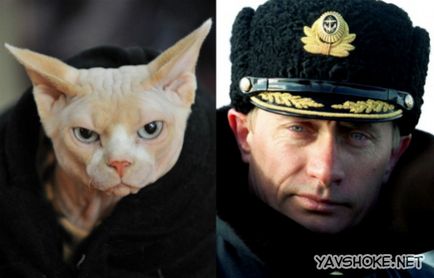 Pisici goale impotriva lui Putin